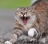 Angry Cat.jpg