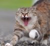 Angry Cat.jpg Angry Cat.jpg