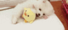 puppy.gif