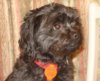 Lucy 2009 a.jpg