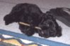 2006 Lucy puppy.jpg 2006 Lucy puppy.jpg