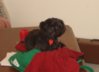 2009 Lucy on table.jpg 2009 Lucy on table.jpg