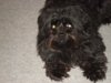 2012 Lucy hairy.jpg 2012 Lucy hairy.jpg