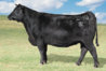 Lot341-GARPrediction2740.jpg