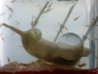 sea monkey.jpg