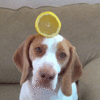 Buzz.gif