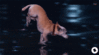 dog.gif