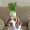 dog2.gif
