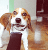 blower.gif