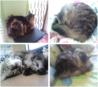 My Cat.png