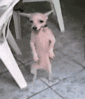doggie.gif