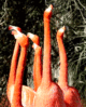 flamingos.gif