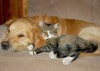 cat and dog.png