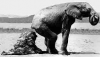 elephant dung.png