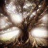 Magical Tree.jpg