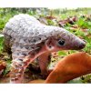 armadillo1.jpg
