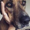 Mikkaylas dog.jpg