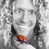 jewel bug.jpg