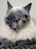 cat-300.jpg cat-300.jpg