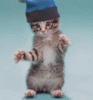 catdancing-smiley-emoticon.gif catdancing-smiley-emoticon.gif