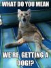 most-funny-cat-meme-6.jpg