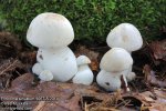 Entoloma-sinuatum-9067-8-2014.jpg