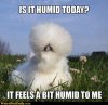 is it humid today.jpg