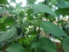 DSC00803.JPG
