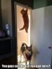 cat dog.jpg