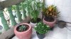 plants.jpg