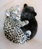baby tiger and panther.jpg