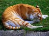 tiger.jpg