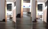 CAT2.jpg