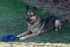 joyreadywithfrisbee (1).JPG
