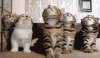 Untitled-14.gif