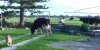 Blackey in yard.JPG Blackey in yard.JPG