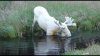 1024391747545_08150608_swedenmoose0_full.jpg
