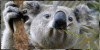 gif-koala-Favim.com-2393892.gif