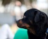 rottweiler.jpg