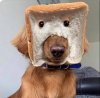dog.jpg