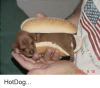 hotdog-25536204.png