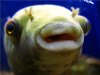 real trout pout.jpg