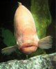 Trout-Pout.jpg