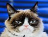 Grumpy-Cat crop.jpg