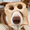 bread.jpg