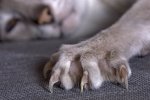 CatClaws_2535289_original.jpg