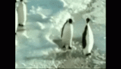 AdoredWildGossamerwingedbutterfly-max-1mb.gif