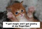 cat.jpg