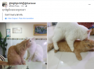 1657086619619.png
