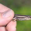 Skink.png